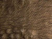 Products: Blonde kiwi