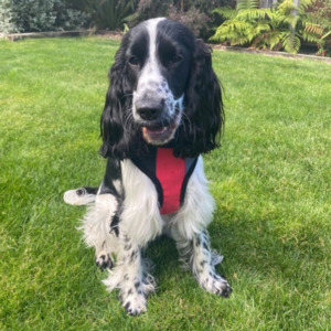 Sale: Ruff n Tuff Premium Soft Dog Harness - Medium