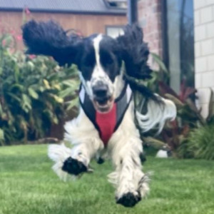 Ruff n Tuff Premium Soft Dog Harness – Small