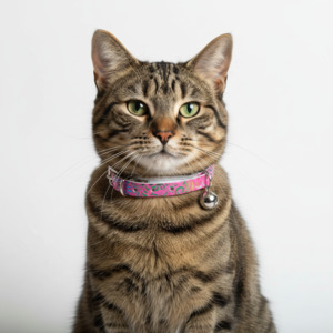 1 Cat Collars: Splash Cat Collar with Safety - Pink