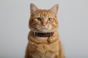 1 Cat Collars: Scaly Cat Collar with Safety - Red