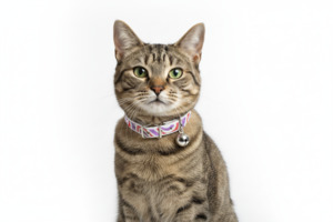 1 Cat Collars: Psychadalic Cat Collar with Safety - Purple & Red