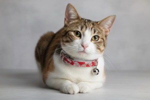 Holographic Cat Collar with Safety - Red