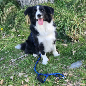 Ruff & Tuff Ski Handle Braided Dog Lead - Single