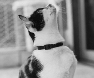 All: Breakaway Cat Collar - Black Gotham