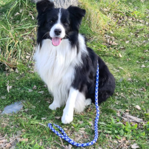 Braided Reflective Dog Lead