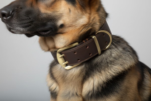 Sale: Double Hook Leather and Brass Large Dog Collar