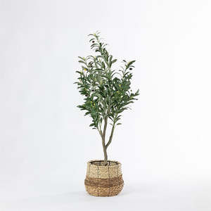 All Deals: Everlasting Sita Olive Tree 120cm