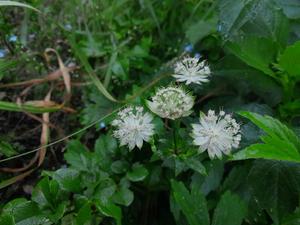 Astrantia major