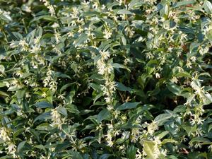 Products: Sarcococca ruscifolia- Sweet box
