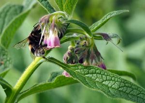 Symphytum x uplandicum – Russian Comfrey