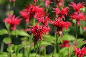 Products: Monarda didyma – Bergamot