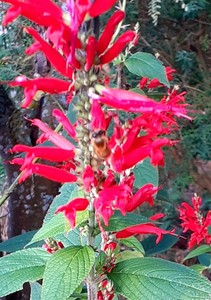 Salvia elegans – Pineapple sage