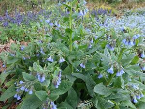 Products: Symphytum ibericum ‘Hidcote Blue’