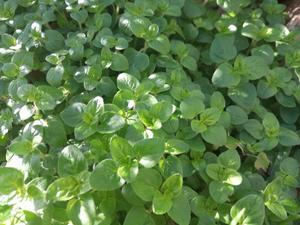 Products: Origanum vulgare – oregano