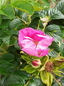 Products: Rosa rugosa – pink