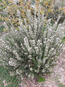 Products: Rosemary ‘Albiflorus’ – White rosemary