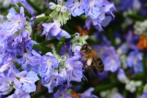Rosemary ‘Prostratus’- Creeping rosemary