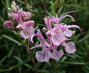 Products: Rosemary ‘Roseus’ Pink rosemary
