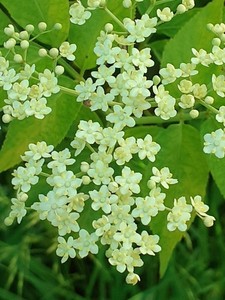 Products: Sambucus nigra – Elderberry
