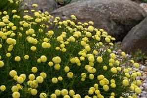 Products: Santolina rosmarinifolia