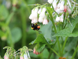 Products: Symphytum ibericum ‘Hidcote Pink’- evergreen comfrey