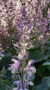 Salvia sclarea Clary sage