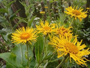 Products: Inula helenium – Elecampane