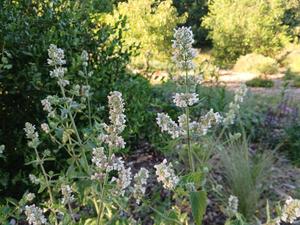Nepeta cataria