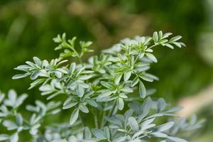 Products: Ruta graveolens – Rue