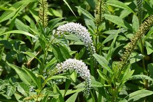 Products: Lysimachia clethroides