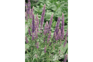 Products: Nepeta tuberosa