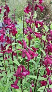 Products: Penstemon ‘Raven’