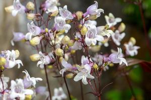 Penstemon digitalis ‘Husker Red’