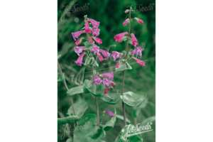 Penstemon pseudospectabilis