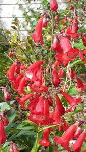 Products: Penstemon rubicundus