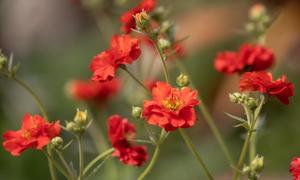 Products: Geum chiloense ‘Mrs Bradshaw’