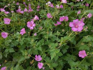 Products: Geranium oxonianum ‘wargrave pink’