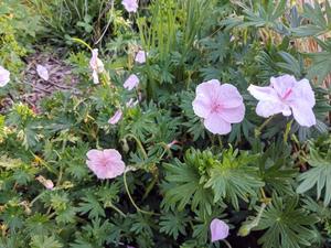 Geranium sanguineum ‘Vision Light Pink’