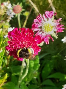 Products: Knautia macedonica ‘Red Cherries’