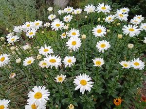 Products: Leucanthemum x superbum