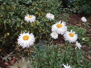 Leucanthemum x superbum ‘Crazy Daisy’