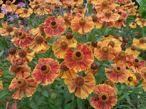 Helenium ‘Waltraut’