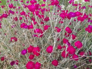 Products: Lychnis coronaria – Rose campion