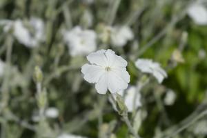Products: Lychnis coronaria alba