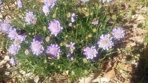 Products: Scabiosa columbaria f. nana- pincushion blue