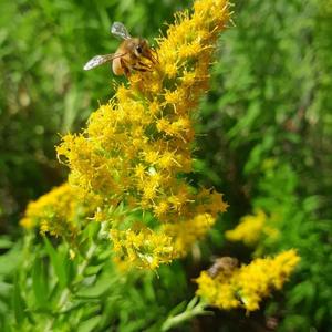 Products: Solidago canadensis – Goldenrod