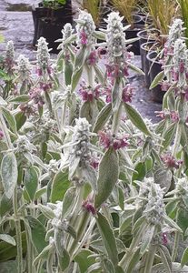 Products: Stachys byzantina