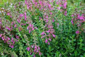Products: Teucrium chamaedrys – Wall germander