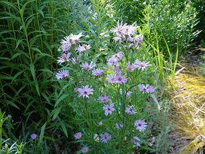 Products: Aster novi-belgii – Lilac